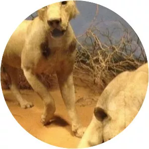 The Ghost and the Darkness - 1996 ‧ Thriller/Drama ‧ 1h 50m