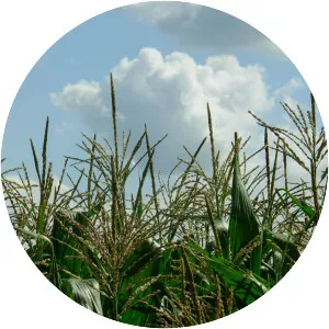 The Gospel According to Mark