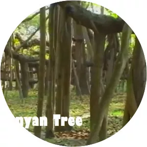 The Great Banyan - 