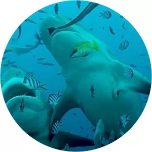 The Great Barrier Reef: A Living TreasureSince 2020