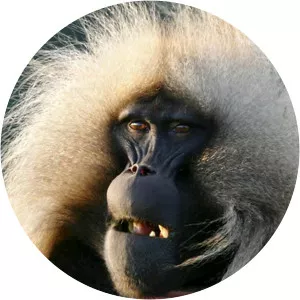 The Great Rift: Africa's Wild Heart