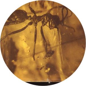 The insect societies