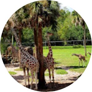 The Jacksonville Strangler