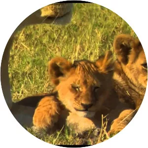 The Last Lions - 2011 ‧ Documentary ‧ 1h 28m