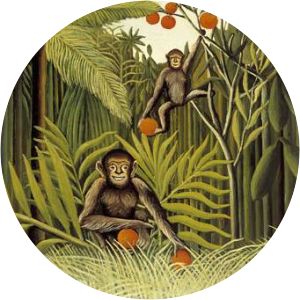 The Monkeys in the Jungle