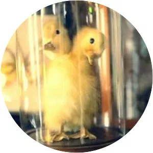 The Morbid Anatomy Museum - 