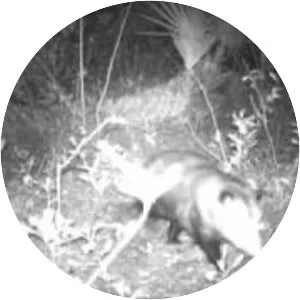 The Naples Preserve - 