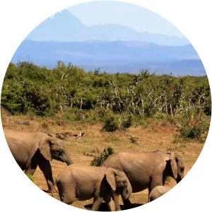 The National Parks of Africa