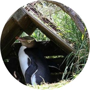 The Otago Peninsula Eco Restoration Alliance 