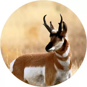 The Outfitter - TV program