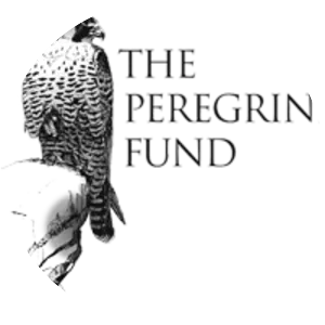 The Peregrine Fund