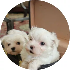 The Pet Collective: Puppy LoveSince 2019