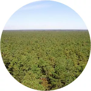 The Pine Barrens - New Jersey