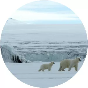 The Polar Bear Family & Me
