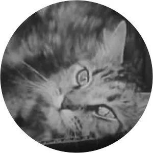 The Private Life of a Cat