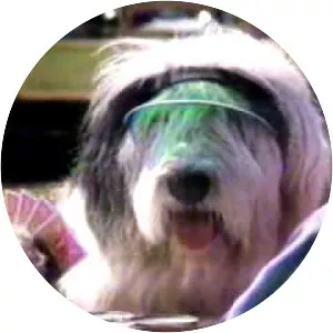 The Return of the Shaggy Dog