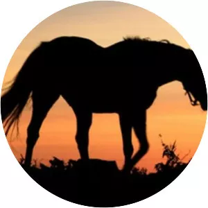 The Sad Horse - 1959 ‧ Drama/Adventure ‧ 1h 17m