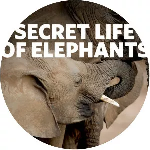The Secret Life of Elephants