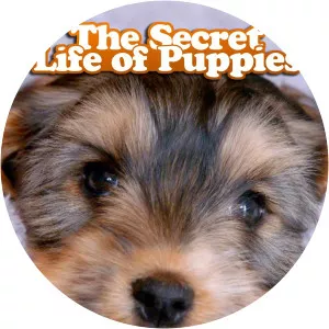 The Secret Life of PuppiesSince 2016