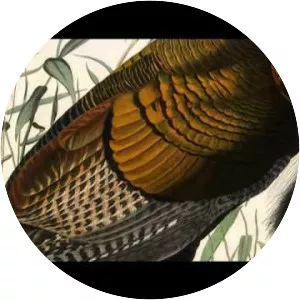 The Secret of Drawing - TV program