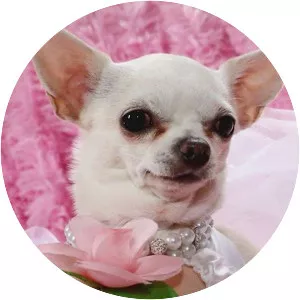 The Secret World of Posh Pets - TV program