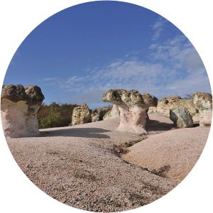 The Stone Mushrooms - 