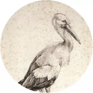 The Stork