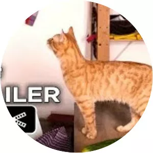 The Strange Little Cat