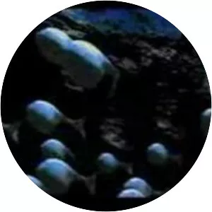 The Sushi Club Musician