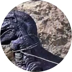 The Valley of Gwangi - 1969 ‧ Thriller/Sci-fi ‧ 1h 36m