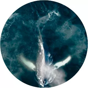 The Whale and the Raven