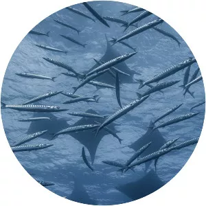 The Wild Atlantic - TV program