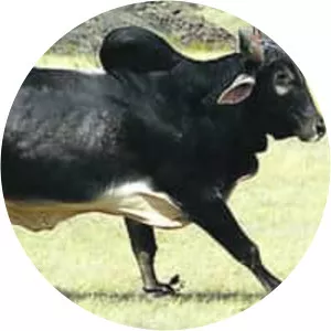 The Wild Bull - 2008 ‧ Comedy music/Marathi cinema ‧ 2h 15m