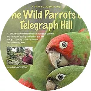 The Wild Parrots of Telegraph Hill