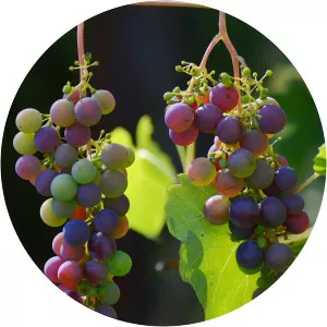 The Wine Roads of Texas