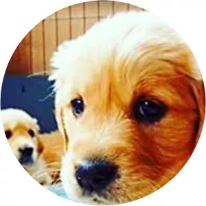 The Wonderful World of PuppiesSince 2016 - TV program