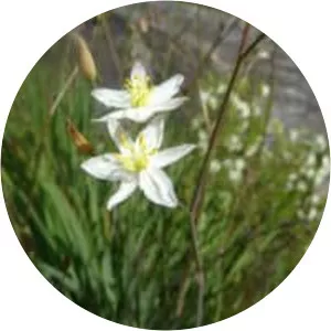 Thelionema caespitosum