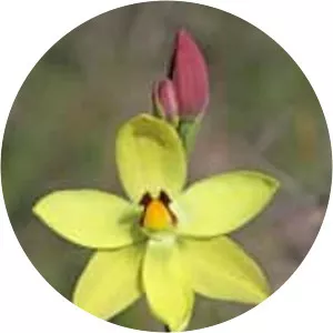 Thelymitra antennifera