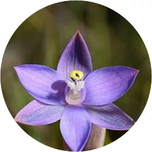 Thelymitra arenaria
