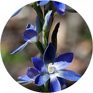 Thelymitra aristata