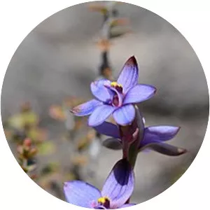Thelymitra azurea - 
