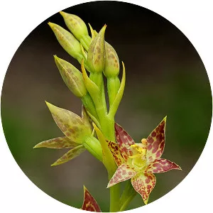 Thelymitra benthamiana - 