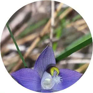 Thelymitra brevifolia