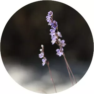 Thelymitra campanulata - 