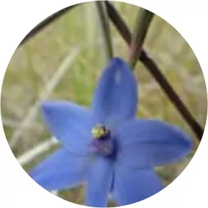 Thelymitra crinita