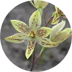 Thelymitra cucullata