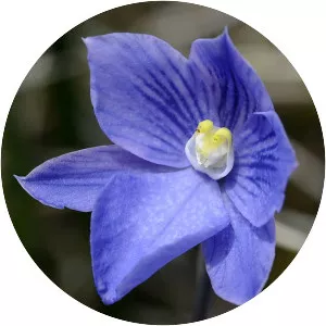 Thelymitra cyanea