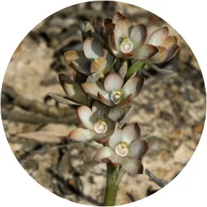 Thelymitra epipactoides