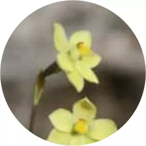 Thelymitra flexuosa - 