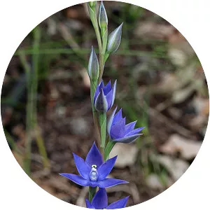 Thelymitra graminea - 